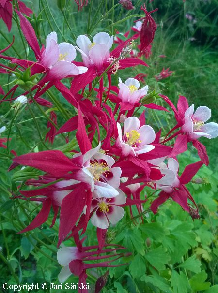 Aquilegia Cultorum-Ryhm 'Crimson Star'